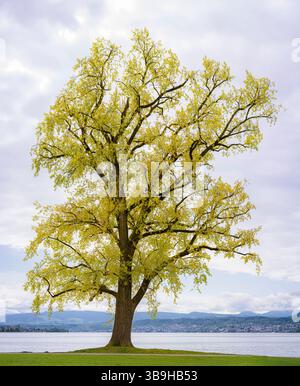 Freistehender Baum am Zürichhorn Stockfoto