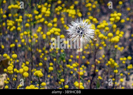 Ein einsamer Silberpuff-Pappus in einem Feld aus gelben billy-Kugeln Stockfoto