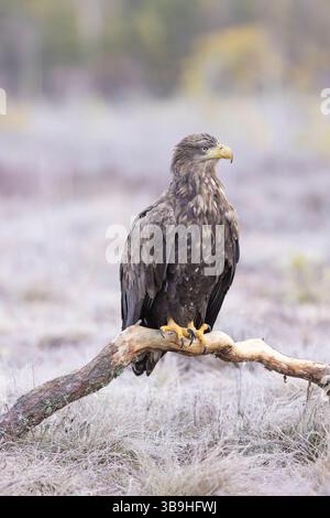 Seeadler, Haliaeetus albicilla, adulter Adler in einem Moor, Smaland, Schweden Stockfoto