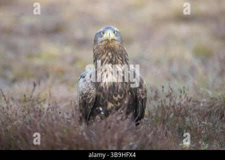Seeadler, Haliaeetus albicilla, adulter Adler in einem Moor, Smaland, Schweden Stockfoto