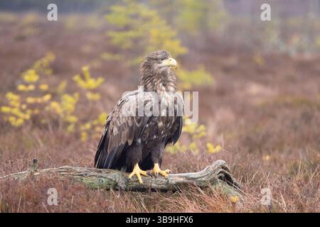 Seeadler, Haliaeetus albicilla, adulter Adler in einem Moor, Smaland, Schweden Stockfoto