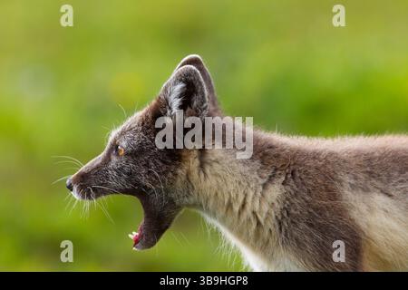 Polarfuchs, Alopex lagopus, Erwachsene Fuchs Gähnen, Sommer, Lappland, Schweden Stockfoto