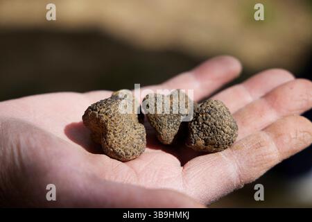 Schwarzer Trüffel in der Handfläche Stockfoto