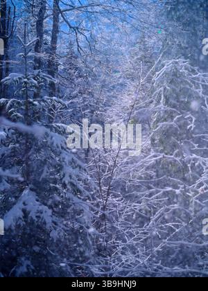 Winterwunderland mit schneebedeckten Bäumen in einer ruhigen Waldlandschaft an einem verschneiten Tag Stockfoto