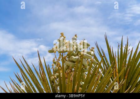 Joshua Tree Yucca Brevifolia mit ungeöffneten grünen Blütenknospen Stockfoto