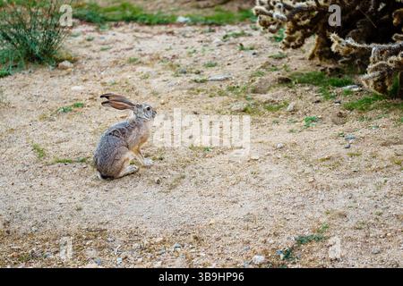 Black-Trailed Jackrabbit im Yucca Valley, Kalifornien Mojave Desert mit Copy Space Stockfoto