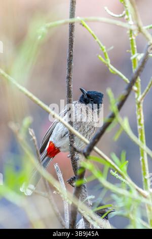 Rot belüftete Bulbul im Ranthambore Nationalpark, Rajasthan, Indien Stockfoto