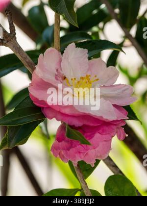 Rosafarbene und weiße Kamelienblumen blühen im Garten Stockfoto