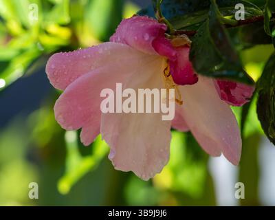Rosafarbene und weiße Kamelienblumen blühen im Garten Stockfoto