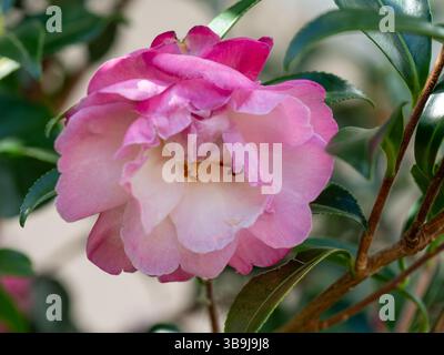 Rosa und weiße Kamelienblume blüht im Garten, Nahaufnahme Stockfoto