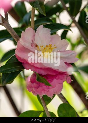 Rosafarbene und weiße Kamelienblumen blühen im Garten Stockfoto