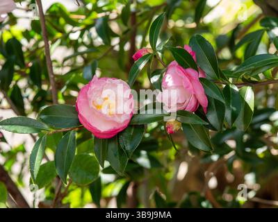 Rosafarbene und weiße Kamelienblumen blühen im Garten Stockfoto