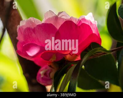 Rosa und weiße Kamelienblume blüht im Garten Stockfoto