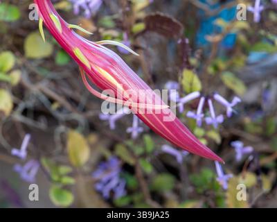 kaktus türkisch Cereus peruvianus main image 1