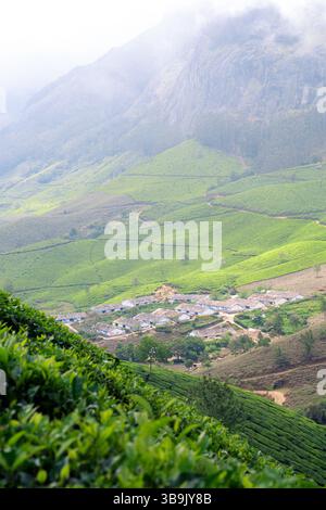Wayanads üppige Teeplantagen – landschaftlich reizvolle grüne Hügel und Nebellandschaften in Kerala, Indien Stockfoto