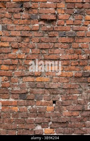 Eine Nahaufnahme einer verwitterten, gebrochenen und krummen roten Ziegelmauer mit getrockneten Weinstöcken Stockfoto