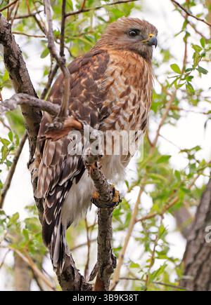 Roter Falke auf einem Baum, Quebec, Kanada Stockfoto