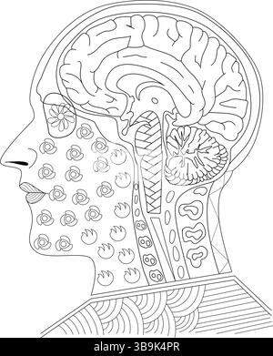 Detaillierte Strichgrafik eines menschlichen Kopfes im Profil, die die innere Anatomie einschließlich Gehirn, Kleinhirn, Hirnstamm und Strukturen in zeigt Stock Vektor