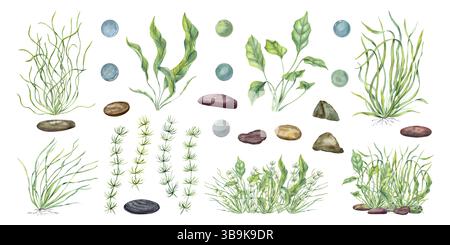 Handgemalte Aquarellsammlung von verschiedenen Algen, Wasserpflanzen und Kieselsteinen isolierten Hintergrund. Filigrane botanische Illustrationen Stockfoto