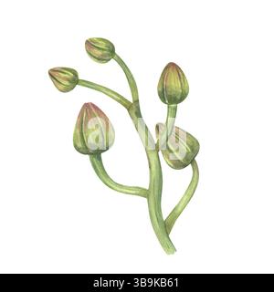 Handgemalte grüne Orchideenzweig mit geschlossenen Knospen Aquarellillustration isolierter Hintergrund. Tropische Blumen für Hochzeitseinladungen, Schönheit Stockfoto