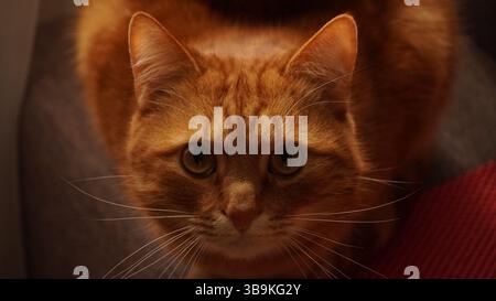 Porträt einer Ingwerkatze mit weicher Beleuchtung in Innenräumen Stockfoto
