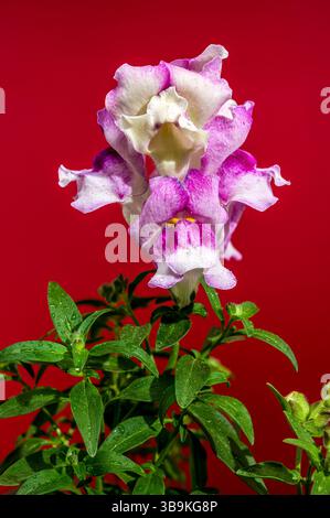 Nahaufnahme einer wunderschönen snapdragon-Blume in Rosa- und Weißtönen mit ihren komplizierten Details vor einem leuchtend roten Hintergrund Stockfoto