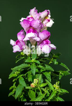 Nahaufnahme einer wunderschönen snapdragon-Blume in Rosa- und Weißtönen, die ihre komplizierten Details vor einem lebhaften grünen Hintergrund zeigt Stockfoto