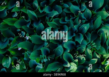Schöne dunkelgrüne Blätter von Maiglöckchen im Tal in niedriger Tiefe. Fibonacci-Spirale in der Natur. Selektiver Fokus. Stockfoto