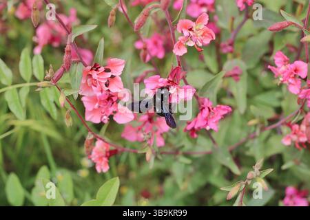 Nahaufnahme einer violetten Tischlerbiene auf rosa Blüten, die schillernde Flügel und Bestäubungsaktivität in der Frühlingsnatur zeigt. Stockfoto