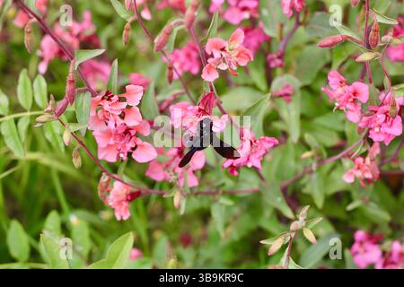 Makrofoto einer Tischlerbiene, die sich an einer leuchtend rosa Blume ernährt, die Körperdetails und Flügel in einem grünen Garten deutlich zeigt. Stockfoto