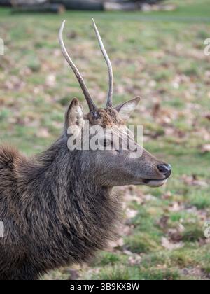 Ein junger männlicher Hirsch im Bushy Park, Richmond upon Thames, Großbritannien. Stockfoto