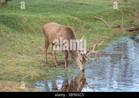 Ein großer männlicher Hirsch trinkt Wasser im Bushy Park, Richmond upon Thames, Großbritannien. Stockfoto