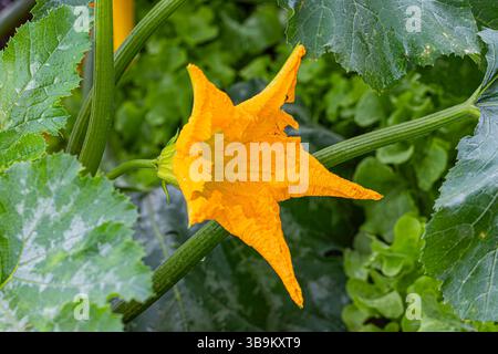 Nahaufnahme gelbe Zucchini-Blume auf grünem Blatthintergrund Stockfoto