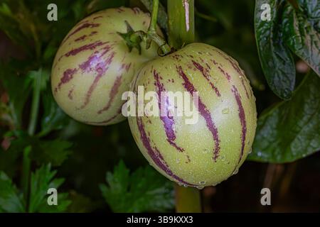Frische pepino-Melone (Melonenbirne, pepino Dulce) auf dem Baum Stockfoto