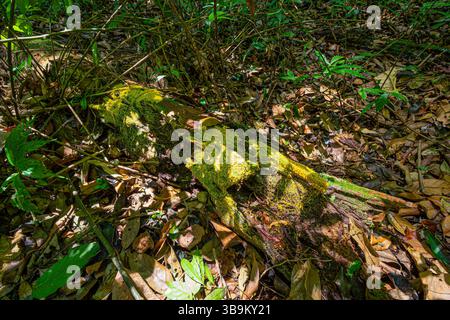 Gelber Schleimschimmel (physarum sp), der auf verfallenem Baumstamm im tropischen Regenwald glüht Stockfoto