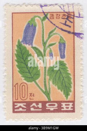 NORDKOREA, DVRK - 6. Januar 1961: 10 chon mehrfarbige Briefmarke mit den Blumen von Mauve Campanula. Campanula isophylla ist eine Pflanzenart. Die gebräuchlichen Namen der Art sind italienische Glockenblume, Stern von Bethlehem, fallende Sterne und nachfolgende campanula. Die Art ist eine nachlaufende Staude. Die Blüten sind sternförmig und 3,5 Zentimeter breit. Die Blüten sind entweder blau, weiß oder malvenfarben. Mauve ist eine hellviolette Farbe, die nach der Malvenblume benannt ist Stockfoto