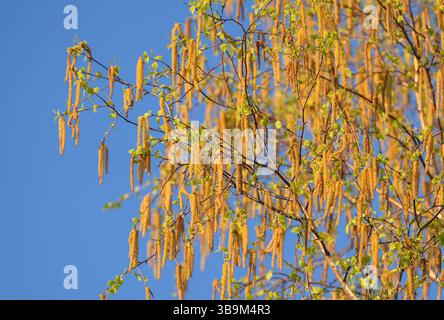 Blühende Birke mit Katzenkindern und jungen Blättern vor blauem Frühlingshimmel Stockfoto