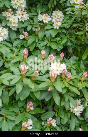 Weiße Blüten blühen inmitten rosafarbener Knospen in einem üppig grünen Garten und schaffen eine lebendige Darstellung der Schönheit der Natur. Die Mischung aus Laub- und Blumenelementen Stockfoto