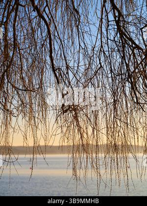 Herrlicher Sonnenuntergang über ruhigem Wasser, umgeben von Weidenzweigen in der Nähe eines ruhigen Seeufers Stockfoto