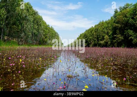 Ein lebhaftes tropisches Feuchtgebiet erwacht mit tausenden blühenden Wildblumen, die die Wasseroberfläche in Purpur- und Goldtönen bemalen. Stockfoto