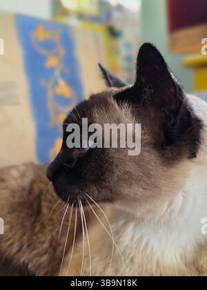 Siamkatze auf Stoffpolsterstuhl Stockfoto