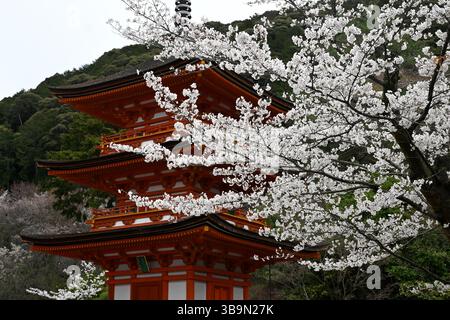 Kiyomizu-dera buddhistischer Tempel und dreistöckige Sanjunoto-Pagode mit Kirschblüte, Kyoto, Honshu Island, Japan. Stockfoto