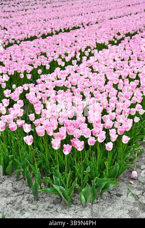 Bereich der rosa Tulpen Stockfoto