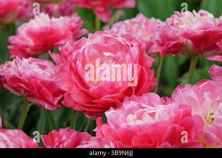 Pinkfarbene späte DoppelTulpe, Tulipa „Doppelzucker“ in Blüte. Stockfoto