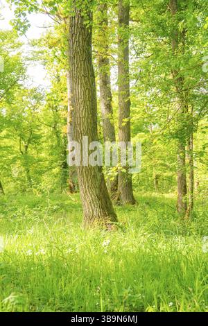 Hohe Bäume im Wald mit Sonnenstrahlen, die durch das Baldachin eindringen und eine friedliche Atmosphäre schaffen, Waldweideprojekt, Ausgleichsmaßnahme Stockfoto