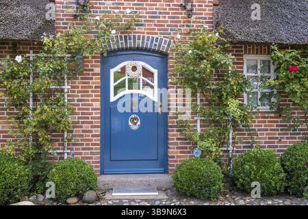 Blaue Eingangstür umrahmt von Kletterrosen an roter Ziegelfassade, Friesisches Haus, Foehr, Nordfriesland, Schleswig-Holstein, Deutschland, Europa Stockfoto