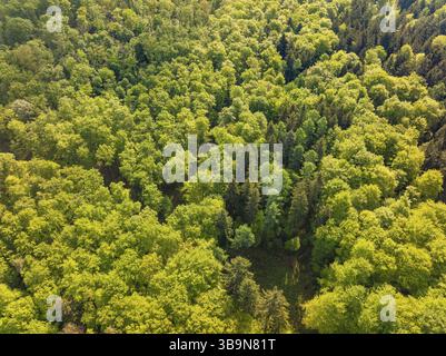 Harmonischer Blick auf einen dichten Wald aus grünen Laub- und Nadelbäumen, Waldweideprojekt, Ausgleichsmaßnahme für die Hermann-Hessener Bahn Stockfoto