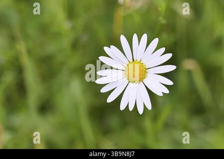 Daisy (Leucanthemum vulgare), Blume auf einer Wiese, Nahaufnahme, Makro, Wilnsdorf, Nordrhein. Westfalen, Deutschland, Europa Stockfoto