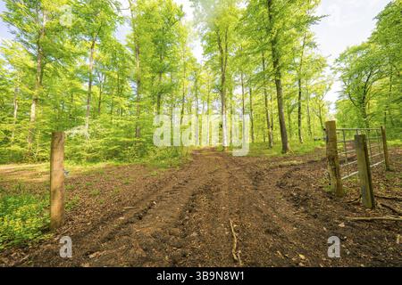 Ein matschiger Waldweg führt durch einen grünen, ruhigen Wald bei Tageslicht, Waldweideprojekt, Ausgleichsmaßnahme für die Hermann-Hessener Bahn, GE Stockfoto