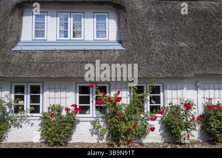 Ein traditionelles Strohdachhaus mit blühenden roten Rosen an weißen Wänden, Nordseeinsel Foehr, Nordfriesland, Schleswig-Holstein, Deutschland, E. Stockfoto